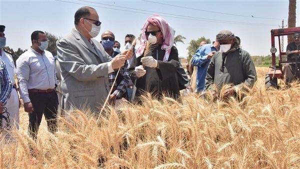 حصاد القمح بأسيوط