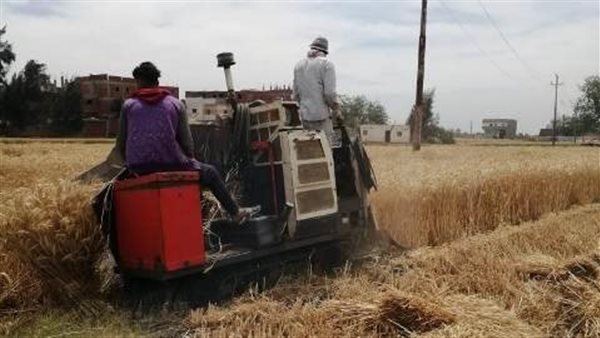 موسم حصاد القمح بالشرقية