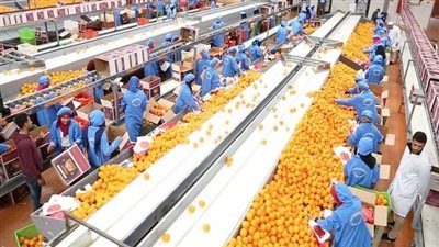 الموالح تتصدر والبطاطس في المركز الثاني.. الزراعة: ارتفاع صادرات مصر الزراعية إلى 2.7 مليون طن