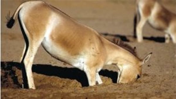 الحمير تساعد على