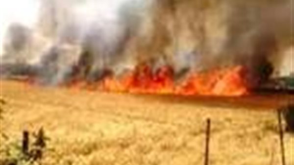 حريق محصول القمح