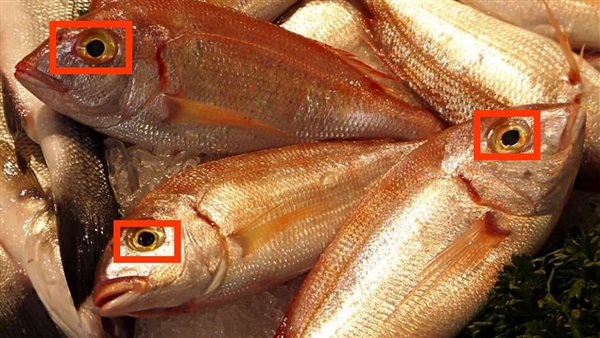 الأسماك الفاسدة