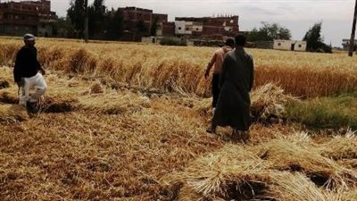 في 10 أيام.. حصاد ربع مليون طن قمح في موسم الحصاد بالشرقية