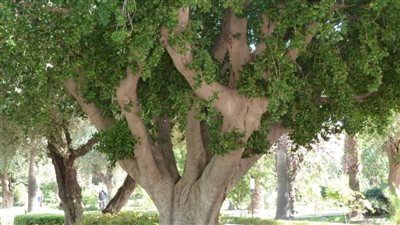 الأقصر تكتسي بالأخضر.. زراعة 250 ألف شجرة بمدن المحافظة وتحذير من قطعها