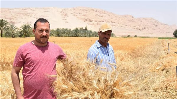 حصاد القمح في سوهاج