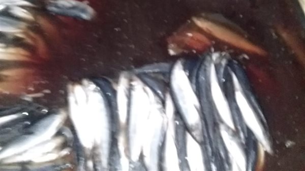 رنجة فاسدة داخل مصانع