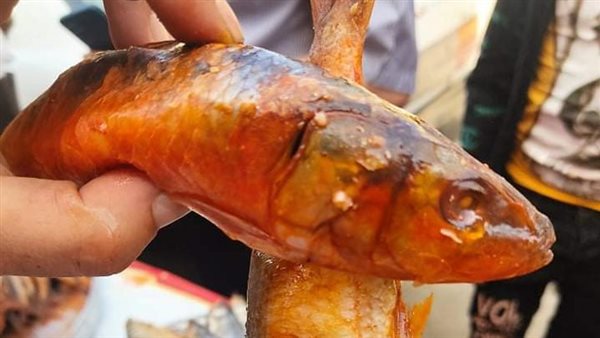 ضبط فسيخ به دود في