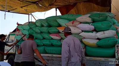 تموين كفر الشيخ: توريد 95 ألف طن قمح من المزارعين