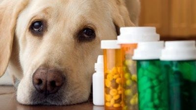 ضبط 17 طن أدوية بيطرية منتهية الصلاحية بكفر الشيخ 