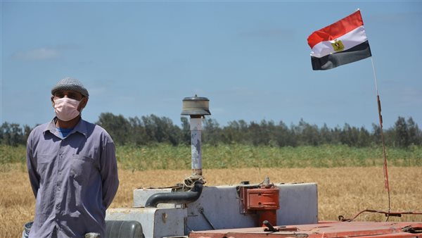 موسم توريد القمح