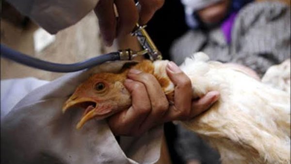 تحصين الطيور