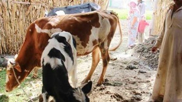 تحصين المواشي 