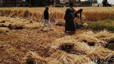 في أسبوعين.. حصاد 357 ألف طن قمح في موسم الحصاد بالشرقية