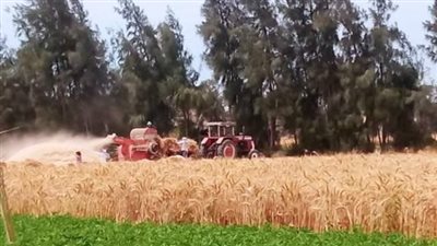 توريد 48 ألف طن قمح لشون وصوامع سوهاج من بداية موسم الحصاد