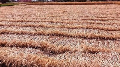 حصاد 481 ألف طن في موسم حصاد القمح بالشرقية حتى الآن