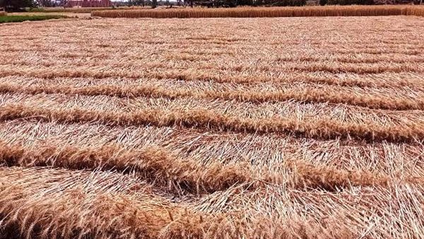موسم حصاد القمح بمحافظة