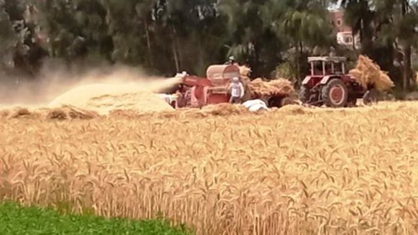 موسم حصاد القمح بالشرقية