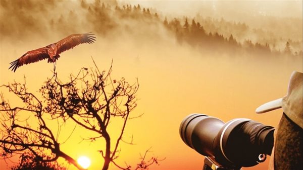 اليوم العالمى للطيور