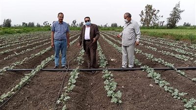 نجاح زراعات اللب بالري بالتنقيط بدمياط