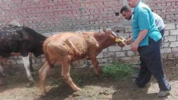 تحصين الأغنام