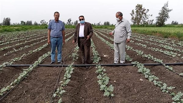 نجاح زراعة محصول