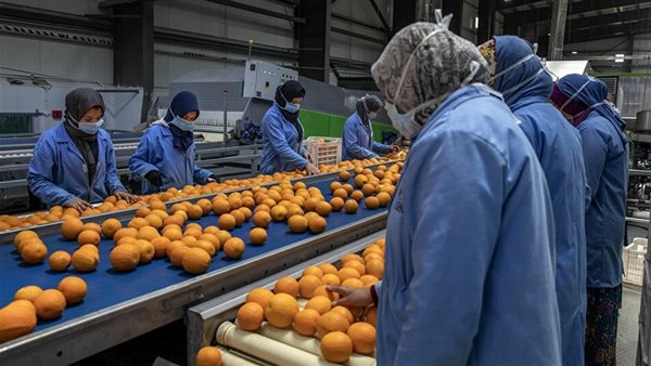 البرتقال - تعبيرية