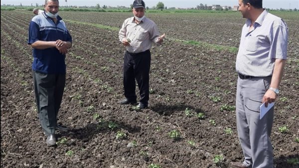 زراعة القطن 