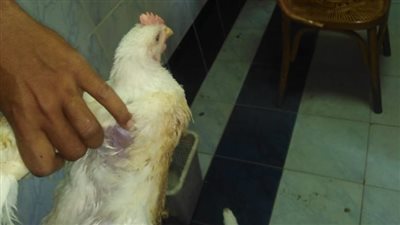 بيطري كفر الشيخ: تحصين 31 ألف طائر من الأمراض الوبائية