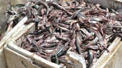 ضبط  أسماك غير صالحة للاستهلاك الآدمي قبل بيعها في العيد بسوهاج   
