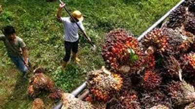 زيت النخيل يتعرض لأزمة جديدة مع قرار سريلانكا باقتلاع 10% من الأشجار سنويا