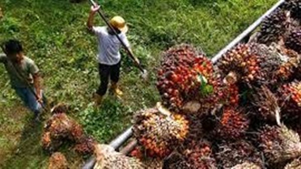 نخيل الزيت فى  سريلانكا