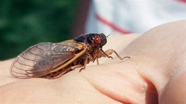 حشرات الزيز