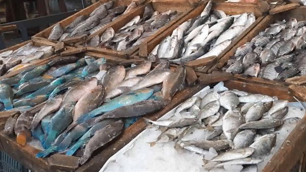 ارتفاع سعر الأسماك