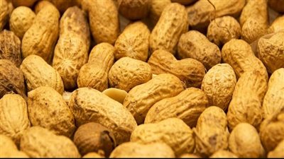 بعد الاتحاد الأوروبي.. دول عربية تلمح بوقف استيراد الفول السوداني من مصر بسبب مخالفات المصدرين