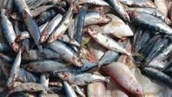 أسماك - أرشيفية 