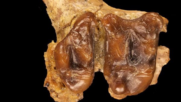 أسنان خفاش مصري