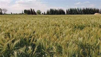 استئناف توريد القمح بصوامع شرق القناة 