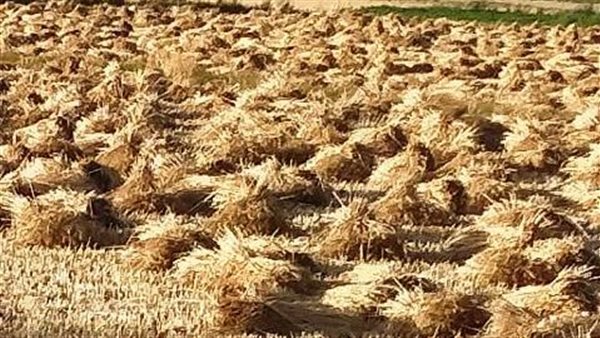 حصاد القمح بمحافظة