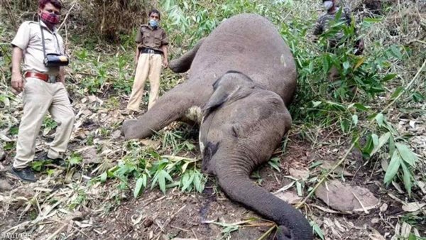  محمية غابات كوندالي