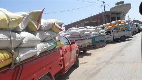 حصاد القمح بالشرقية