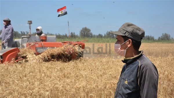 موسم توريد القمح