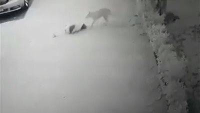 كلب مسعور ينهش طفلة ويسحلها عدة أمتار ويفقدها وعيها (فيديو)