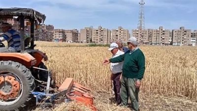 الشرقية تحصُد 555 ألف طن في موسم حصاد القمح (صور)