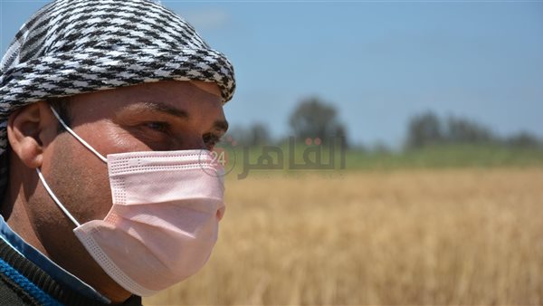 موسم توريد القمح