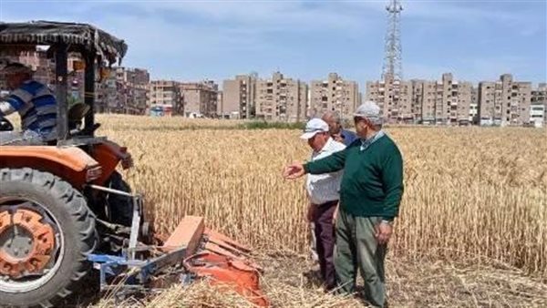 موسم حصاد القمح بمحافظة