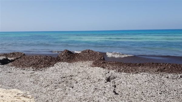 نباتات البوسيدونيا