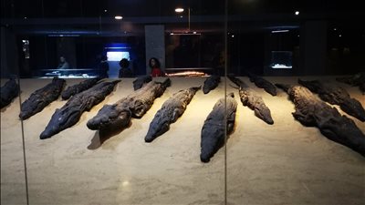 متحف التمساح بأسوان يستقبل مجموعة من الزائرين الأجانب والعرب (صور)