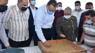 رسميًا.. محافظ الشرقية يُعلن سعر توريد القمح ودرجة نقاوته في موسم الحصاد