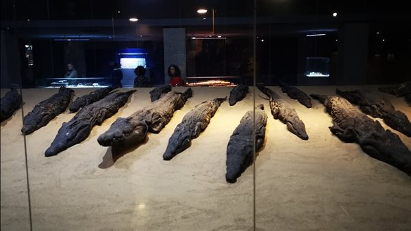 متحف التمساح