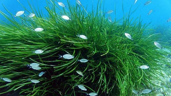  نبات البوسيدونيا